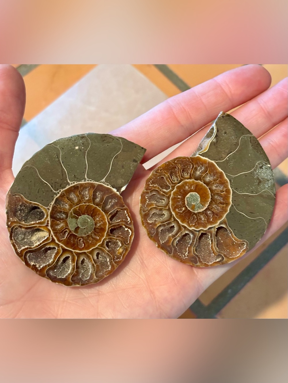 Ammonite Fossil Halves – Polished Interior with Iridescent Shell & Druzy Pockets - Picture 6 of 8